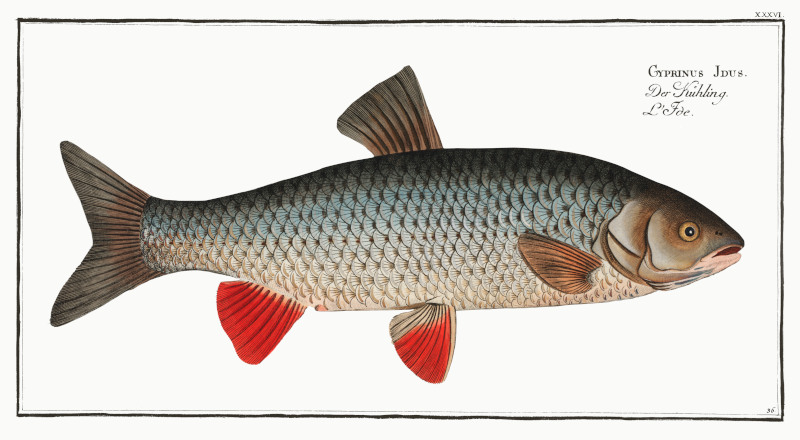 Carp by Marcus Elieser Bloch